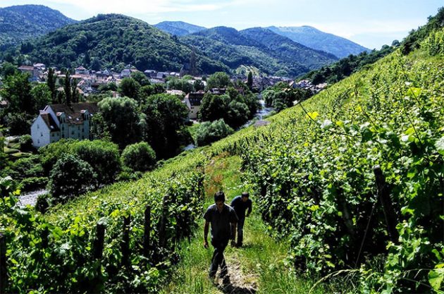 Jefford on Monday: Alsace notebook