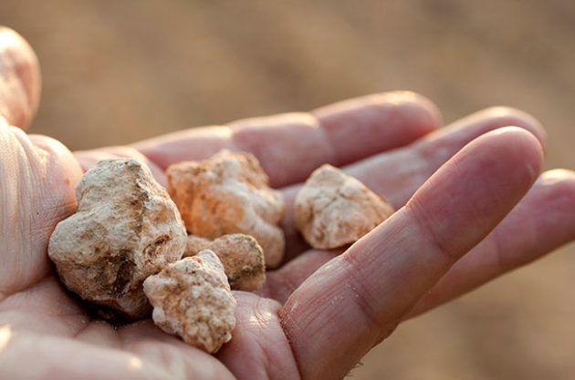 First Cava ‘grand cru’ sites are chosen