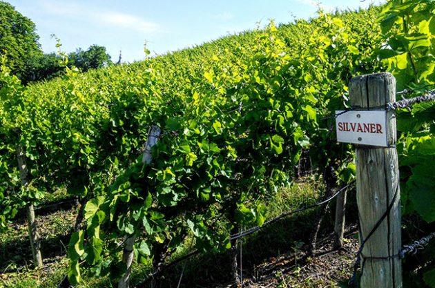 Jefford on Monday: Desperately seeking Silvaner