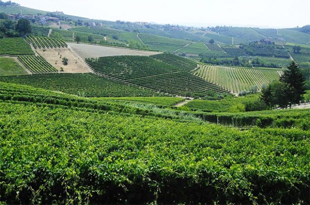 Jefford on Monday: Value in the Langhe