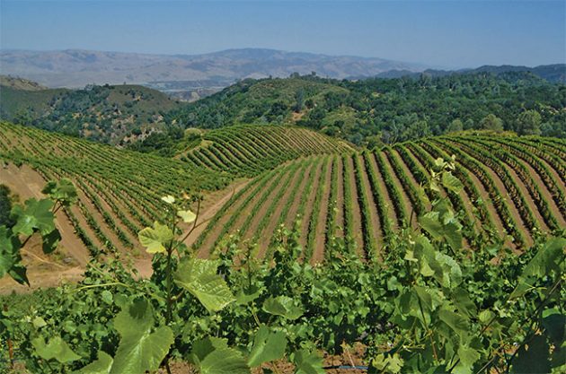 Calera's Jensen vineyard in Mt Harlan AVA.