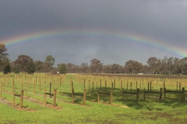 Anson: South Australia’s wine pioneer