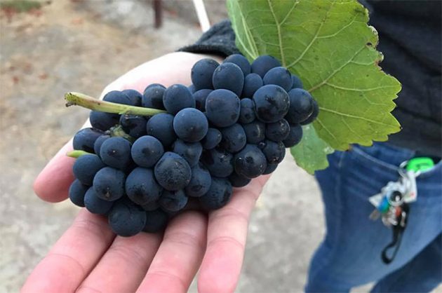 Freshly picked Pinot Noir grapes at Mumm Napa Valley.