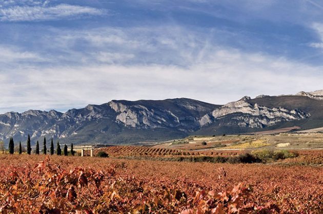 Anson: Rioja single vineyard ruling – Five key questions answered