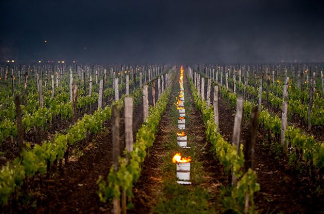 World wine production plummets to 1960s levels