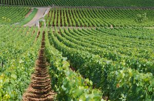 Montrachet, burgundy vineyards
