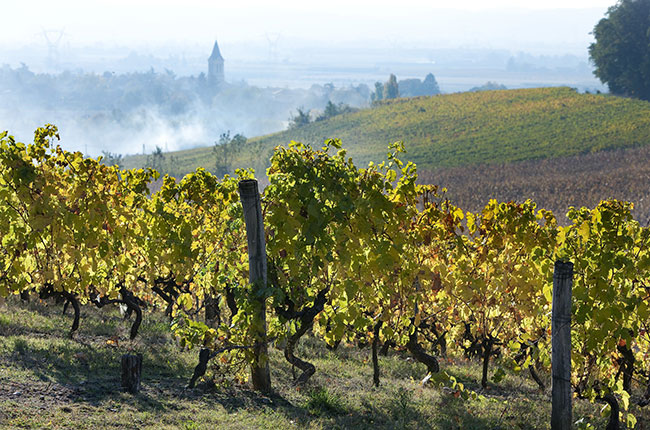 Crozes-Hermitage vineyards in the Northern Rhône.