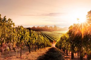 Netflix to release Napa-based Wine Country movie