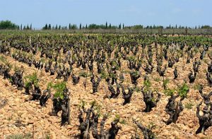 Jefford on Monday: Châteauneuf – nuancing greatness