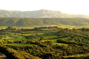 Mas de Daumas Gassac vineyards, Languedoc