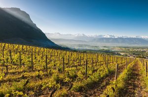 Jefford on Monday: Savoie – the hunt for greatness