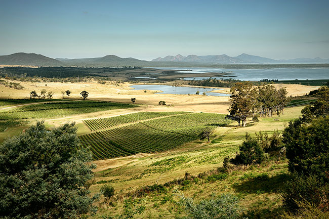 tasmania vineyards