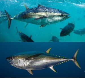 The difference between Blue and Yellow (Fin Tuna)