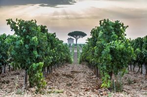 Jefford on Monday: Delta wine