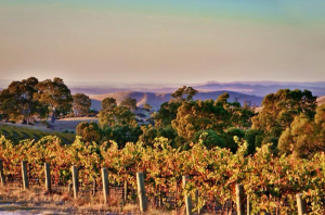 Pewsey Vale: The original Eden Valley Riesling