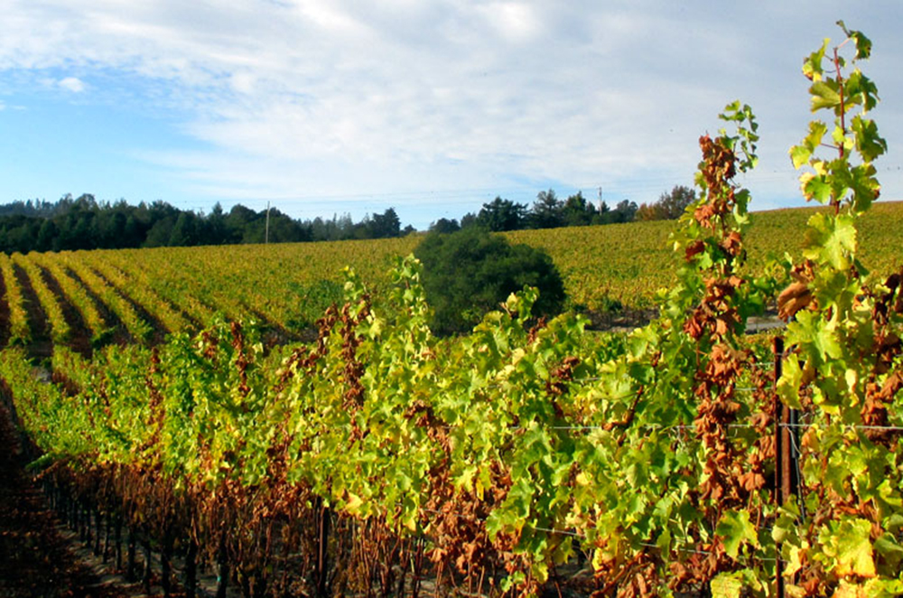 Louis Roederer acquires Sonoma winery Merry Edwards