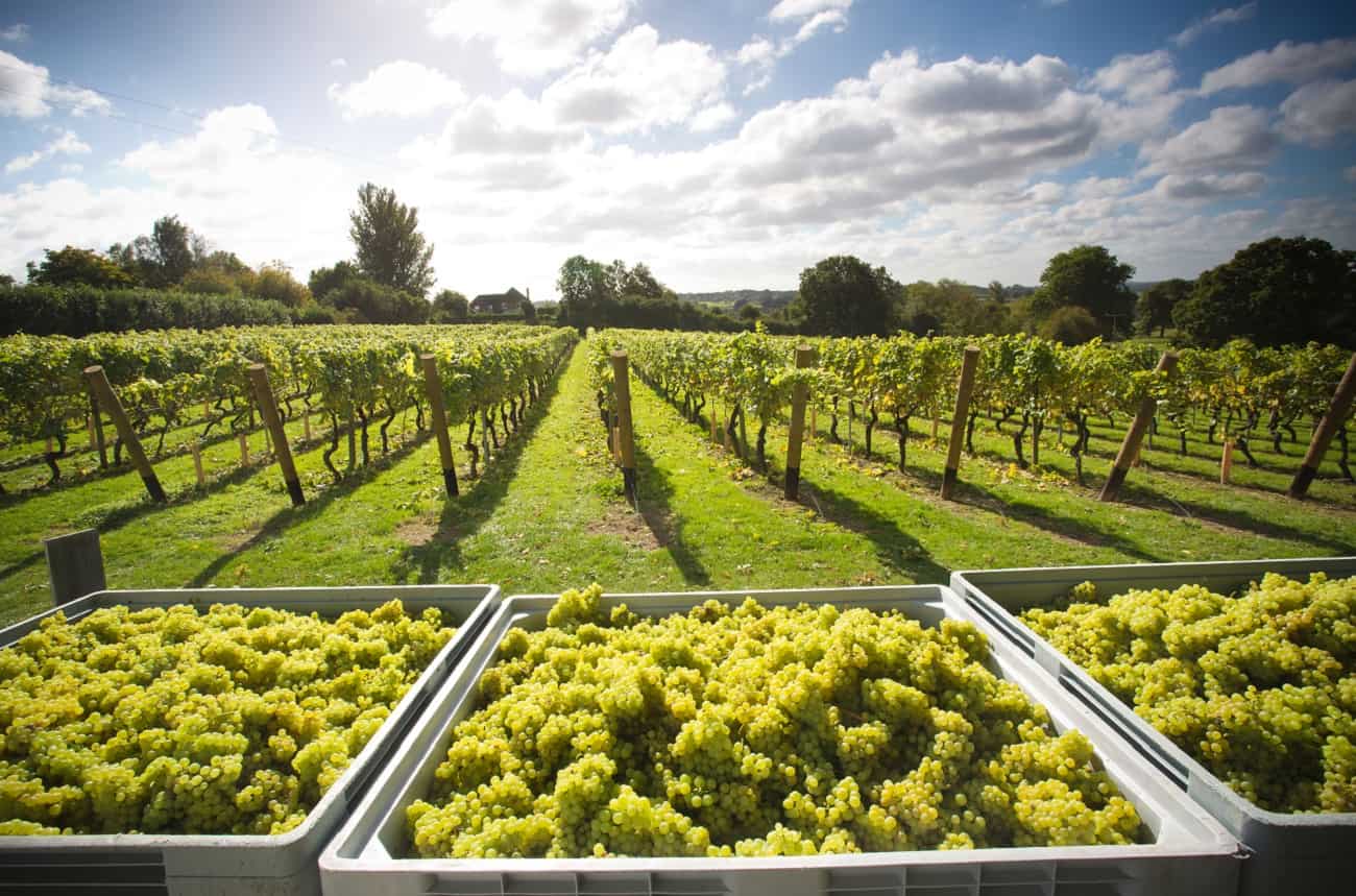 Expect more UK wine as vineyard planting jumps