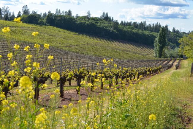 Sierra Foothills: Wine roads of California