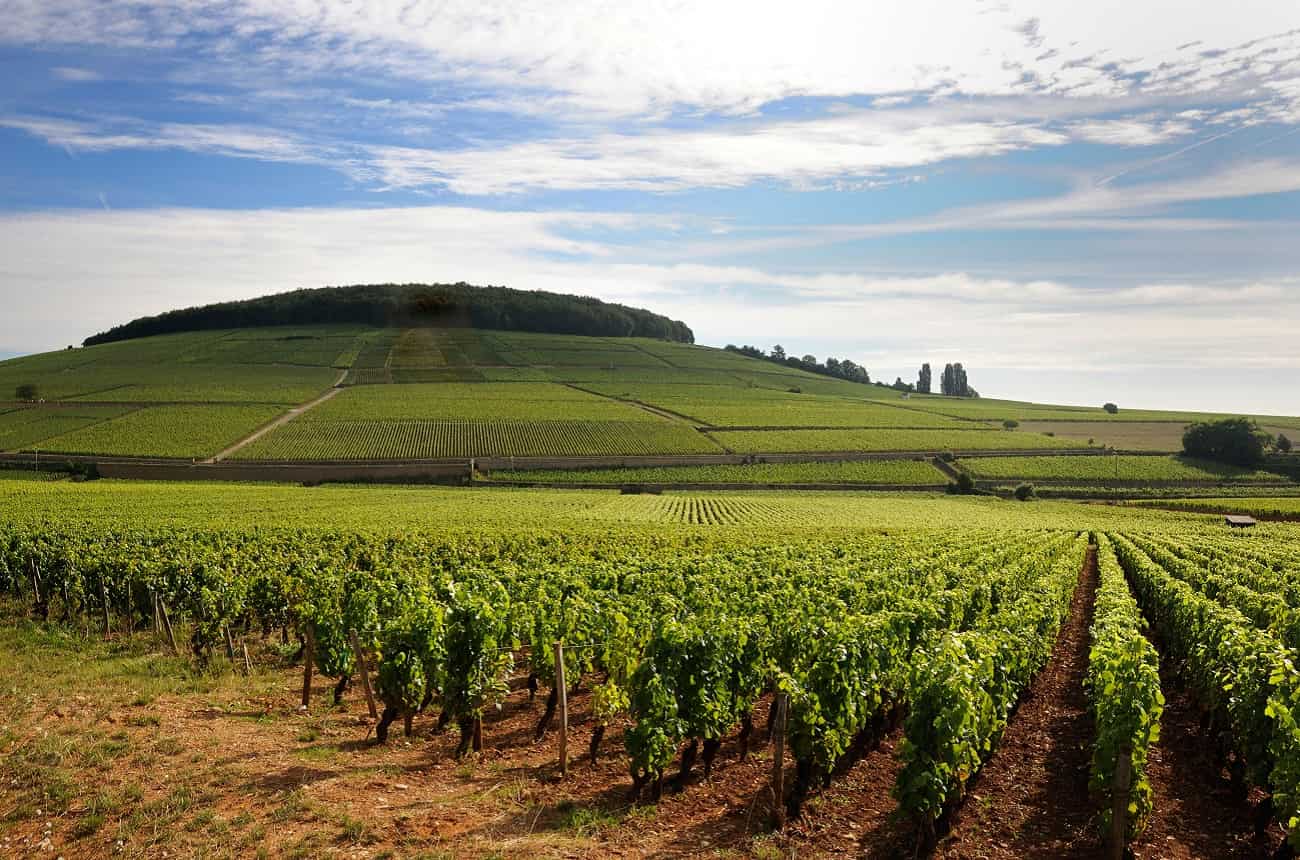 Prices for top French vineyards rise again in 2018