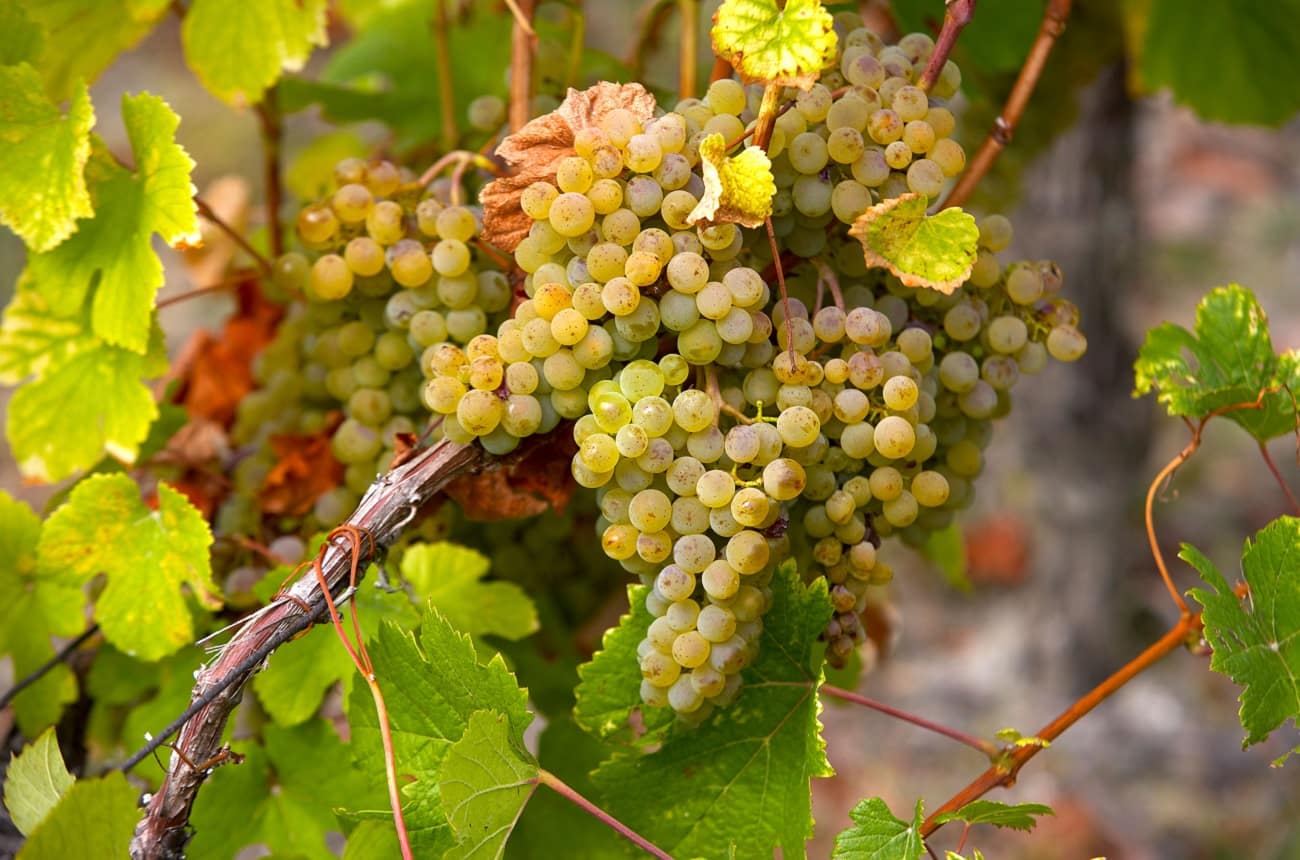 What is Savagnin? Ask Decanter