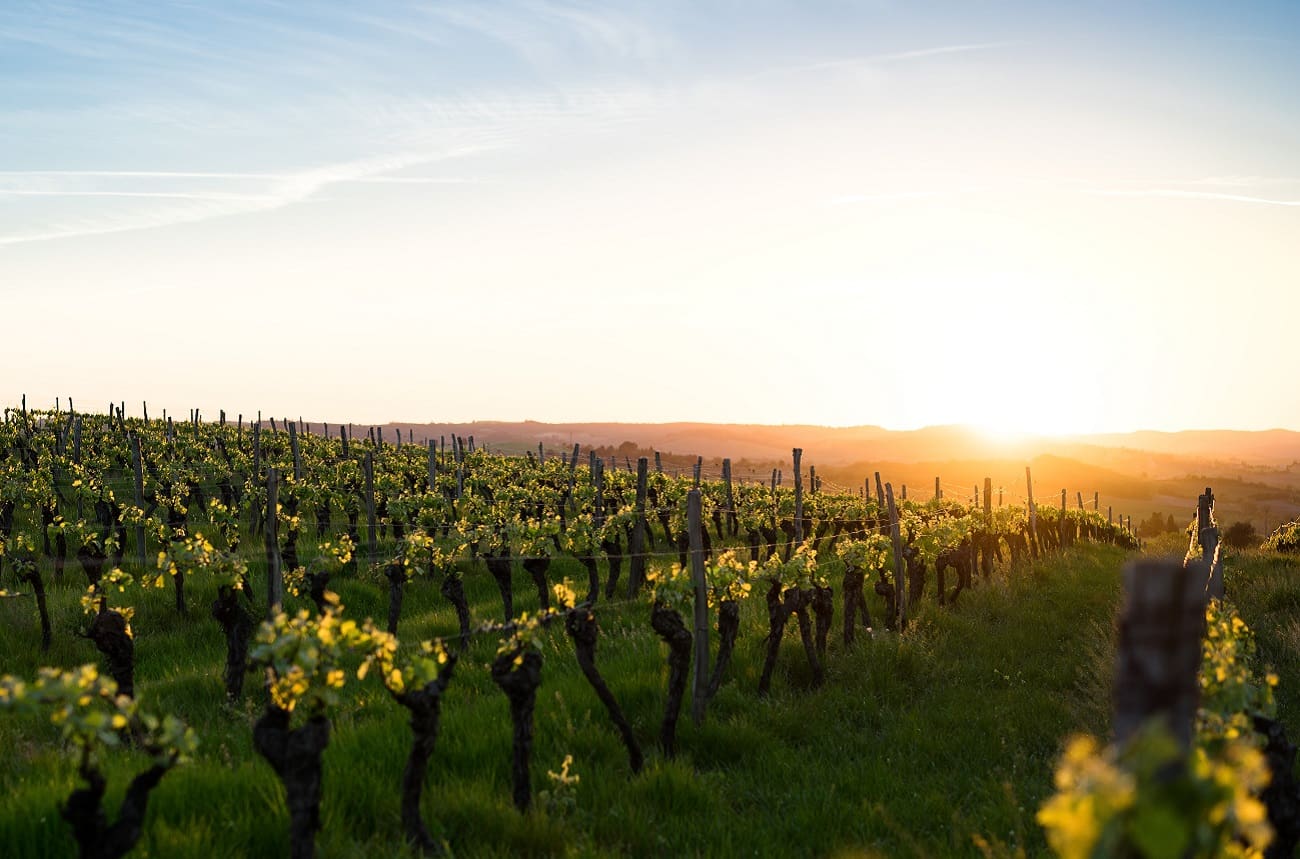 'Unprecedented' French heatwave affects vineyard work