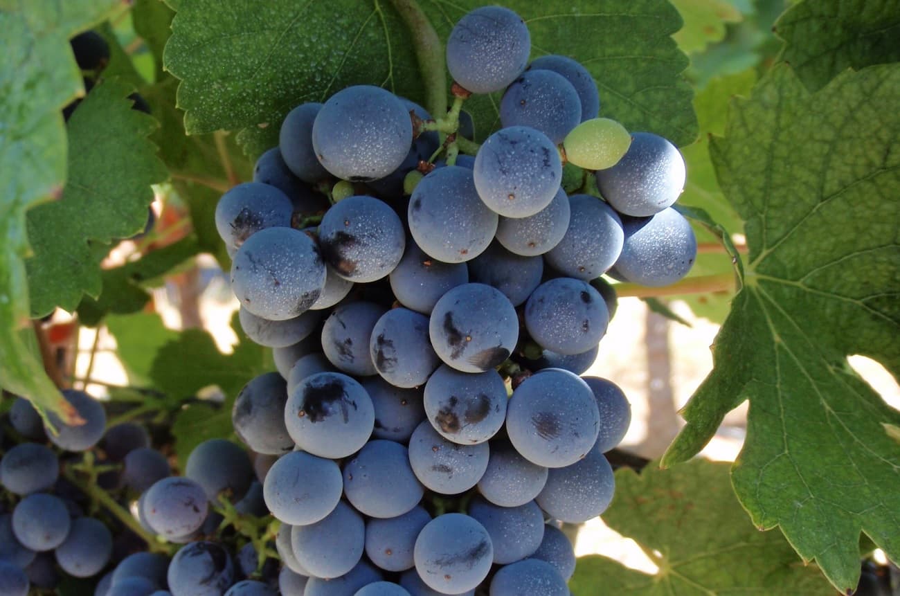 Meet the ‘new’ Bordeaux wine grapes