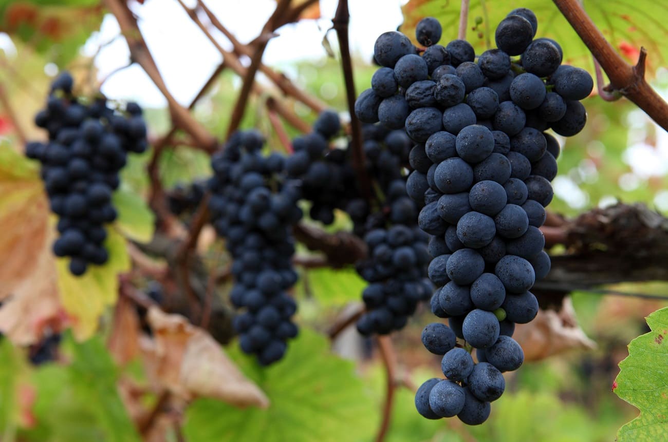 Bordeaux winemakers allow new grapes to fight climate change