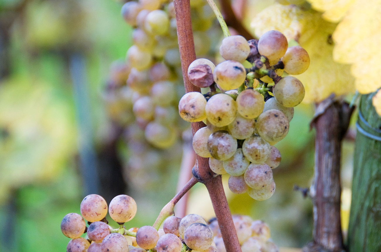 Anson: What will the new grape varieties mean for Bordeaux?