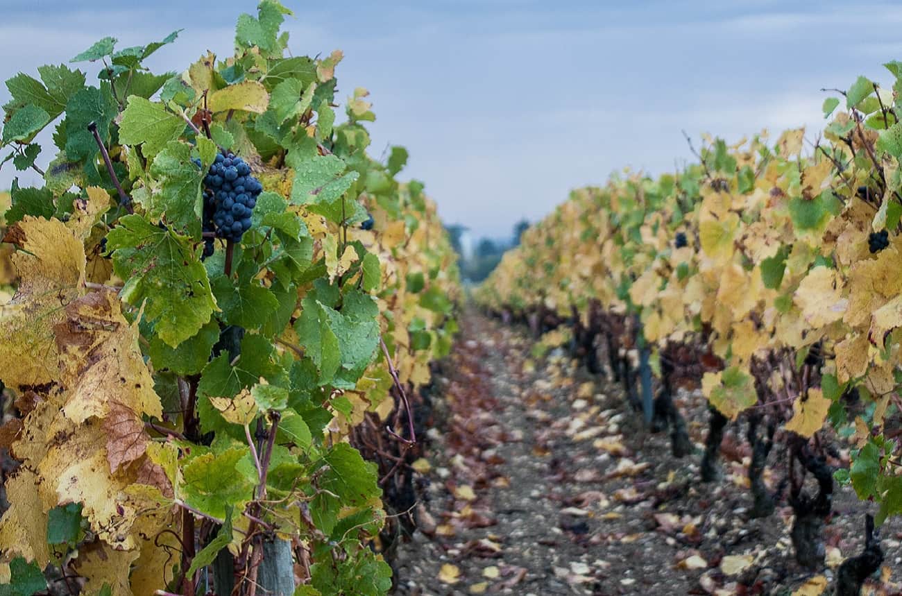 Burgundy vineyards are hottest for nearly 700 years, says study