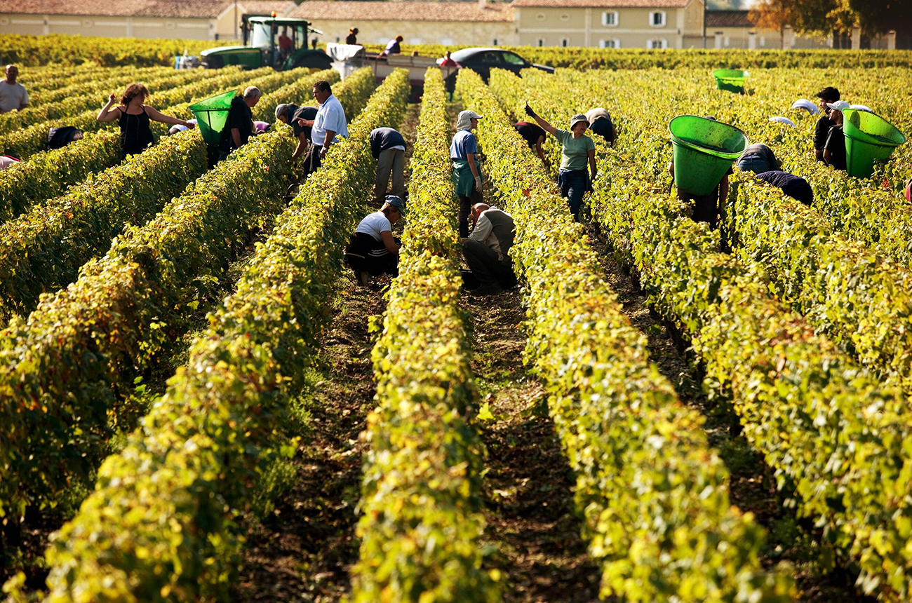Anson: How the Bordeaux 2019 harvest is looking now