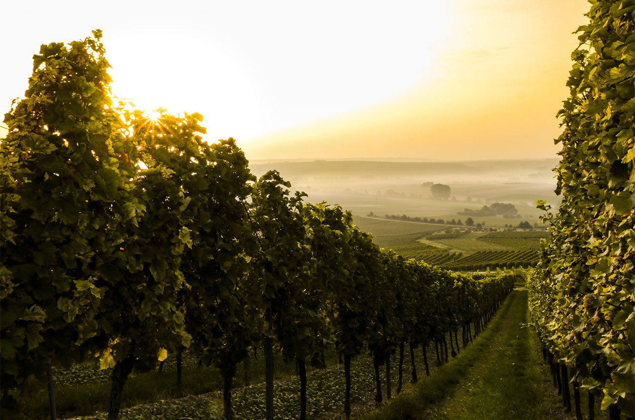 Jefford: What lies ahead for wine in 2020?