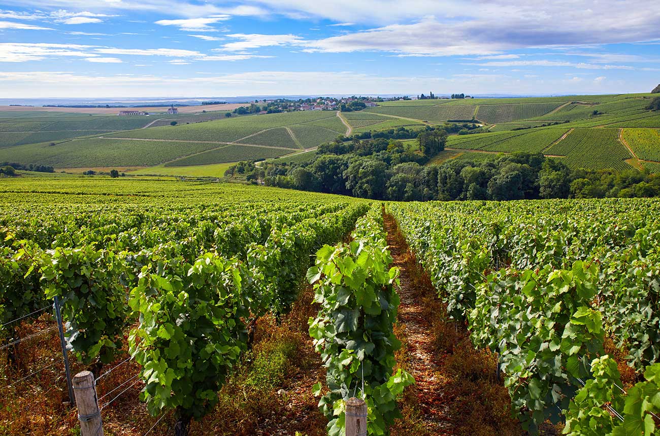 Is Chablis in Burgundy? Protesters say yes