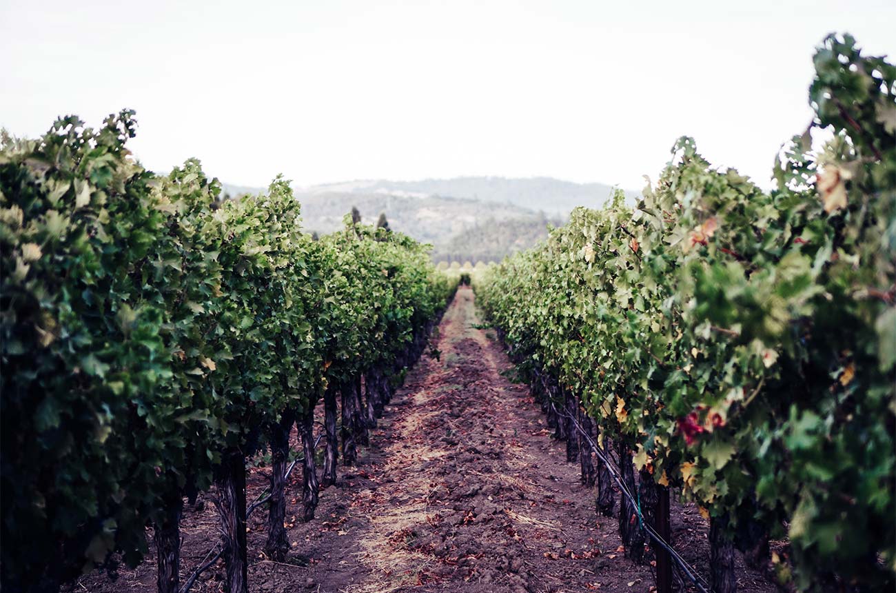 WineAmerica survey forecasts economic impact of Covid-19 on US wineries