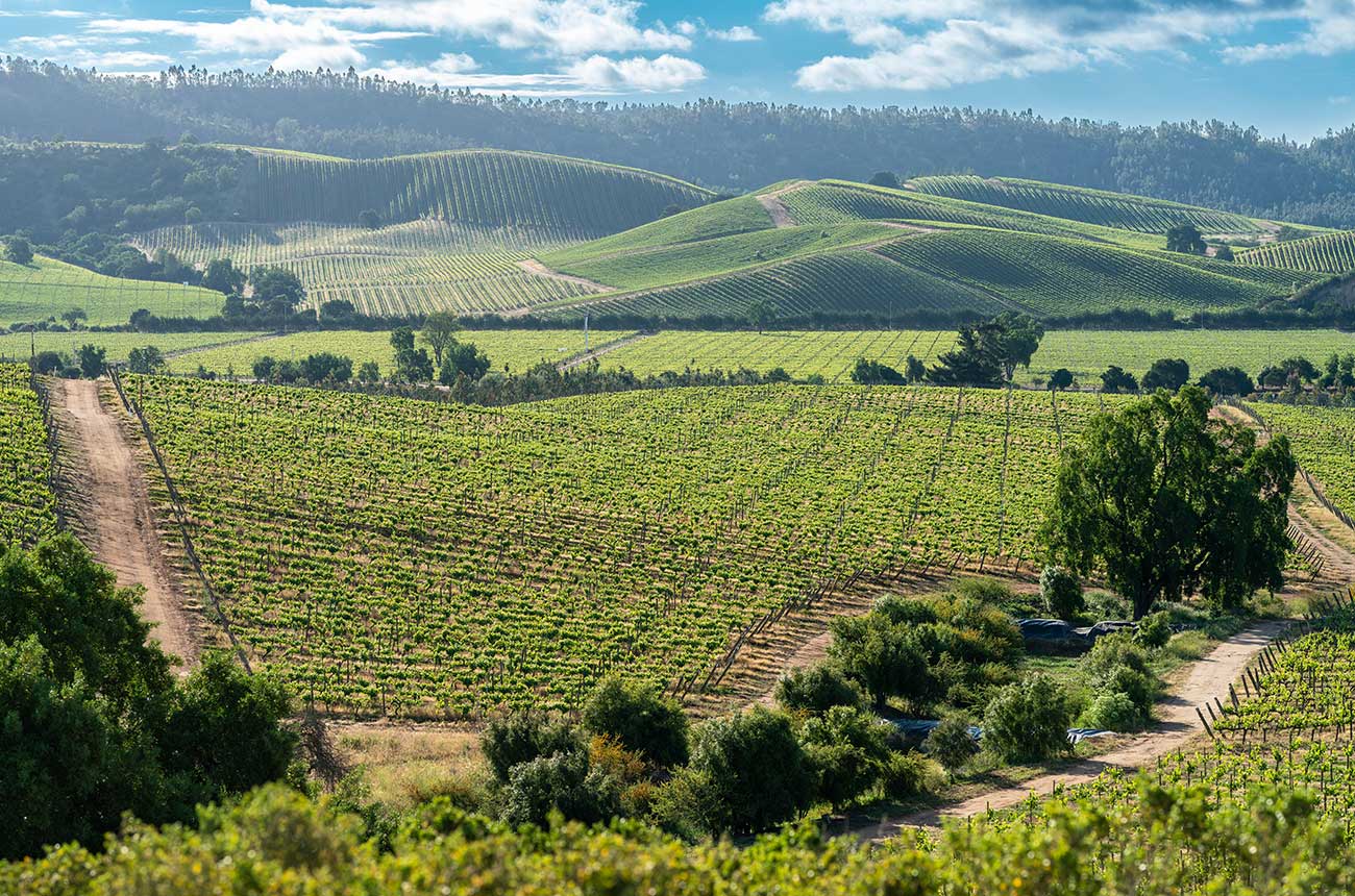 How Chile's 2020 vintage looks after year of extremes