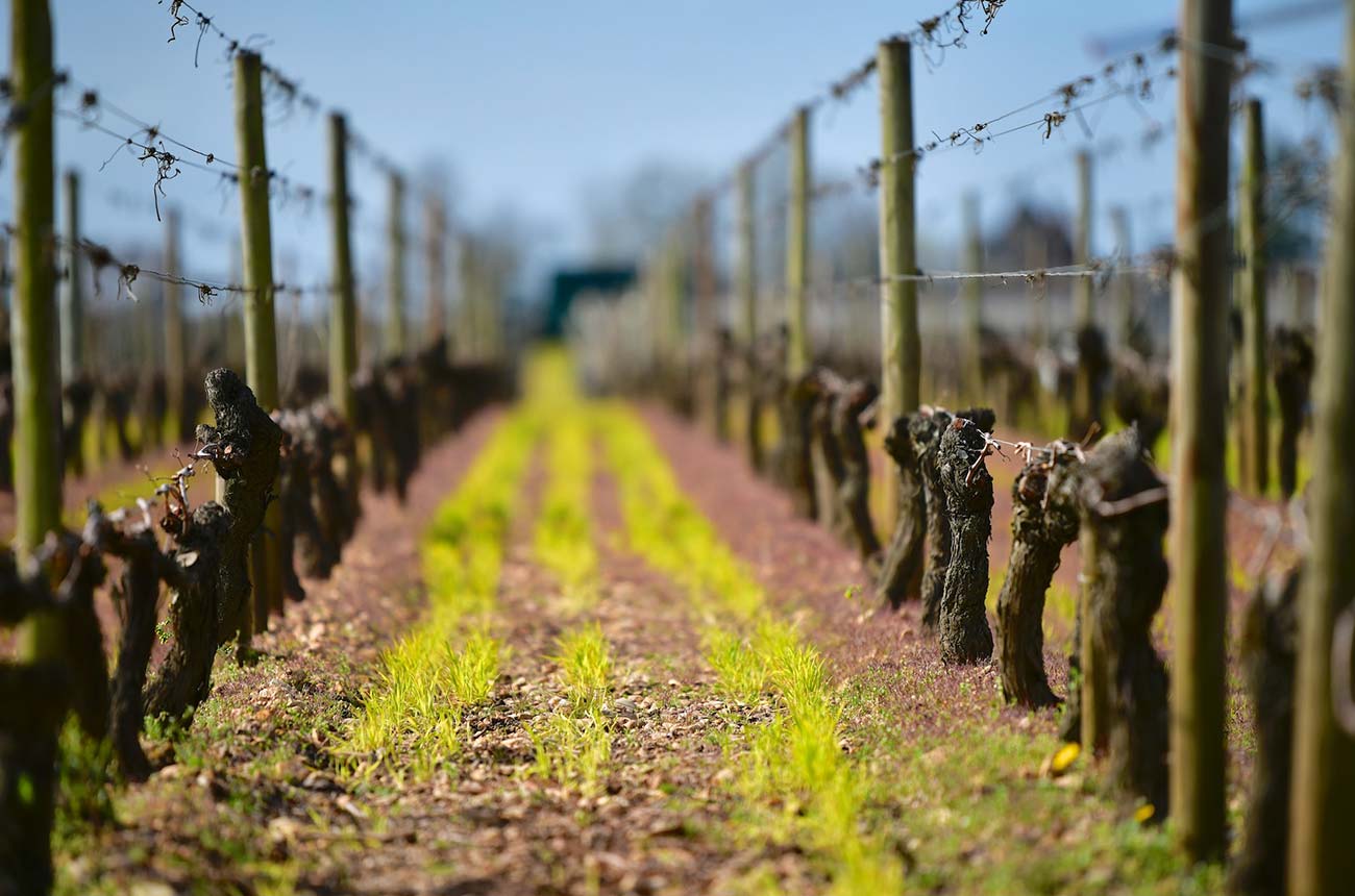 Bordeaux 2019 wines: Our en primeur verdict