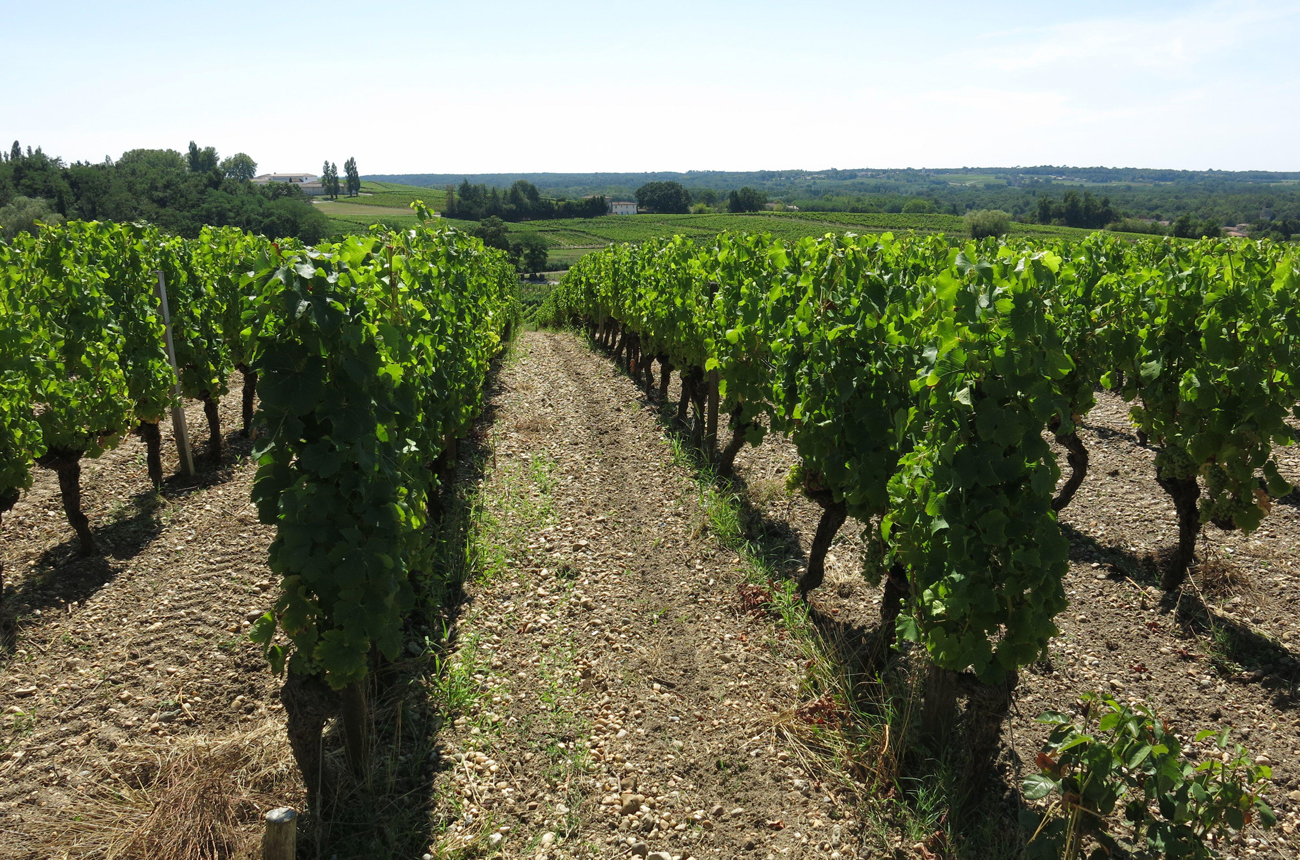 Best Bordeaux 2019 wines: Top scoring whites