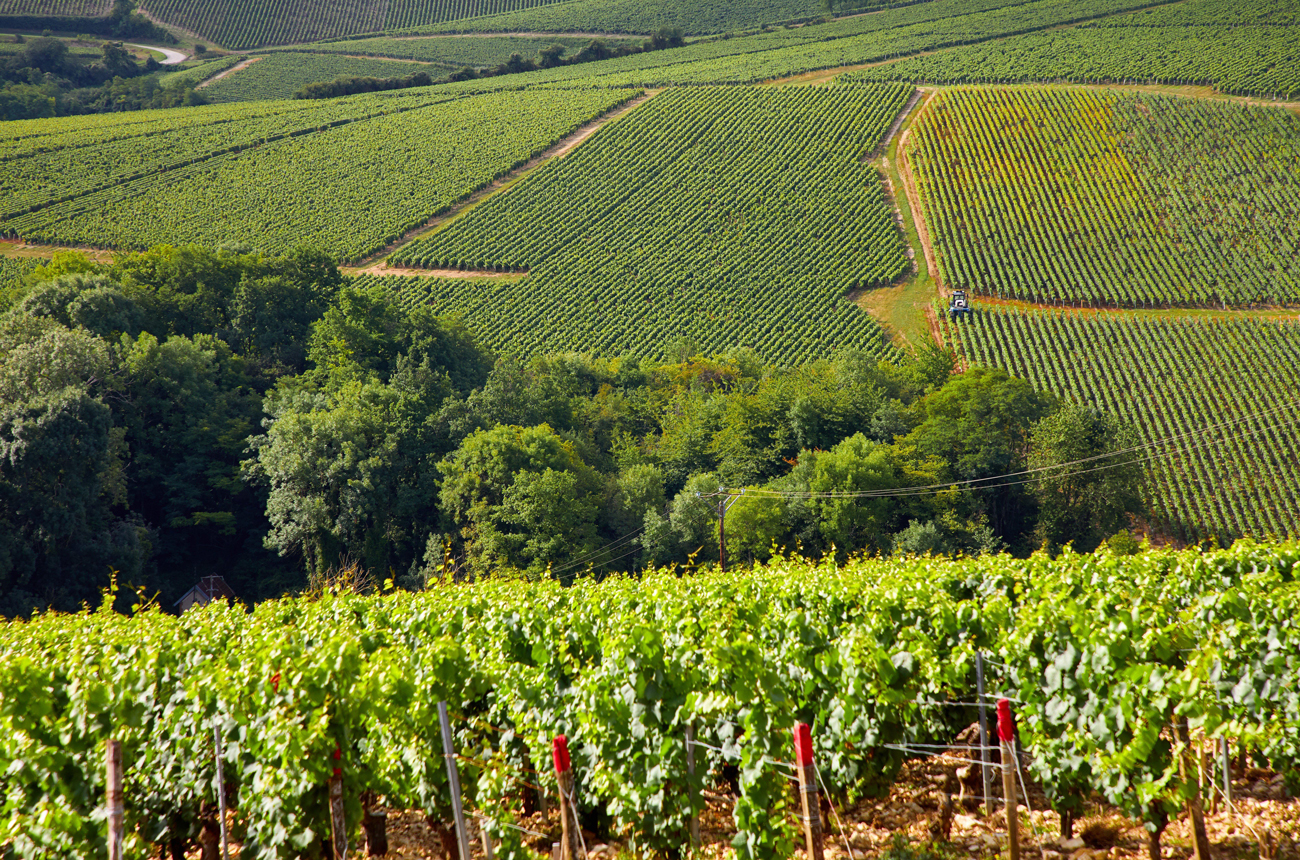 Top five Chablis vintages to drink now