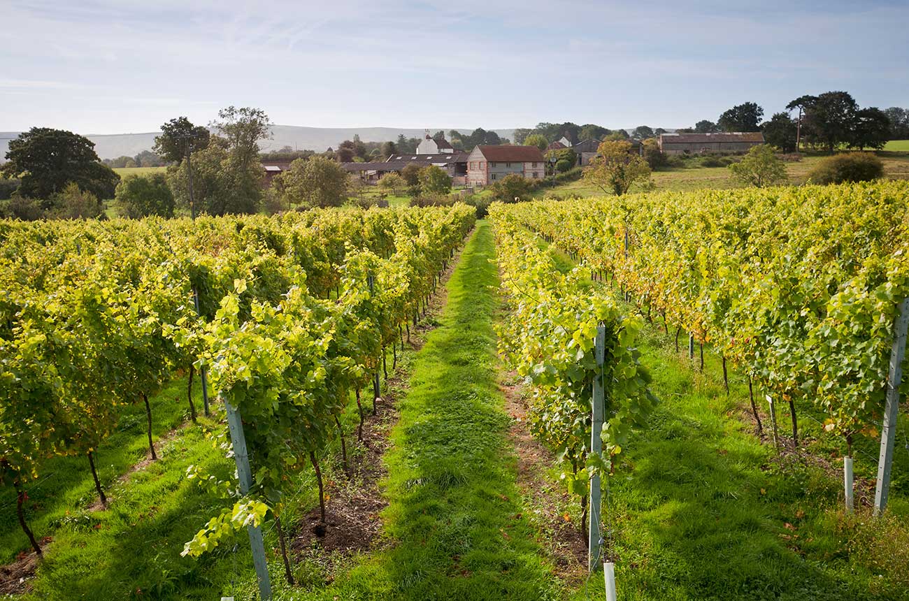 English vineyards reopen for visits post-lockdown