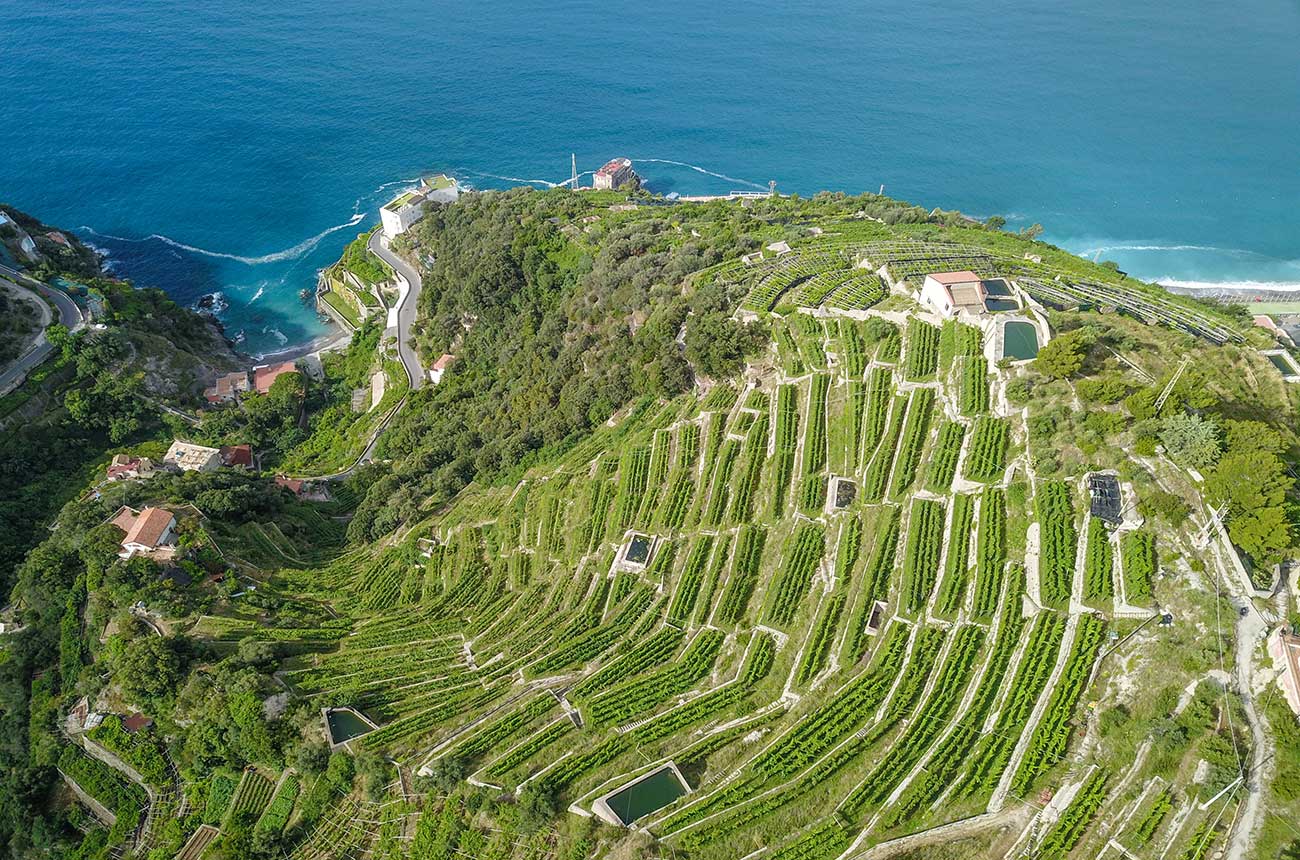 Great-looking organic vineyard estates for sale