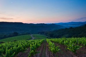 Five places to buy French vineyards on a budget