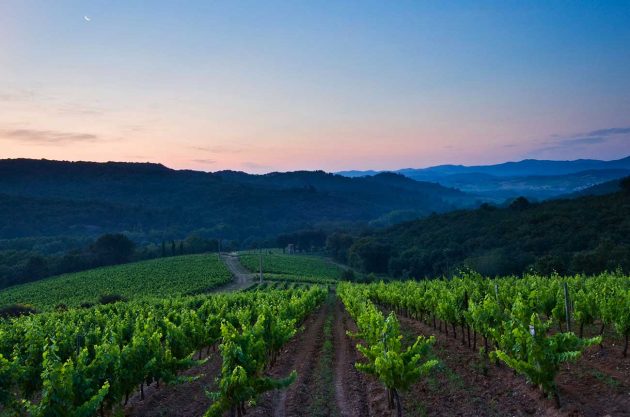 Buy French vineyards
