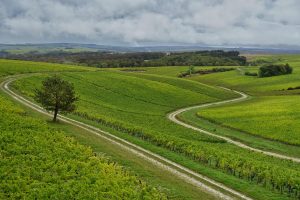 Top scoring AOC Chablis 2019 wines