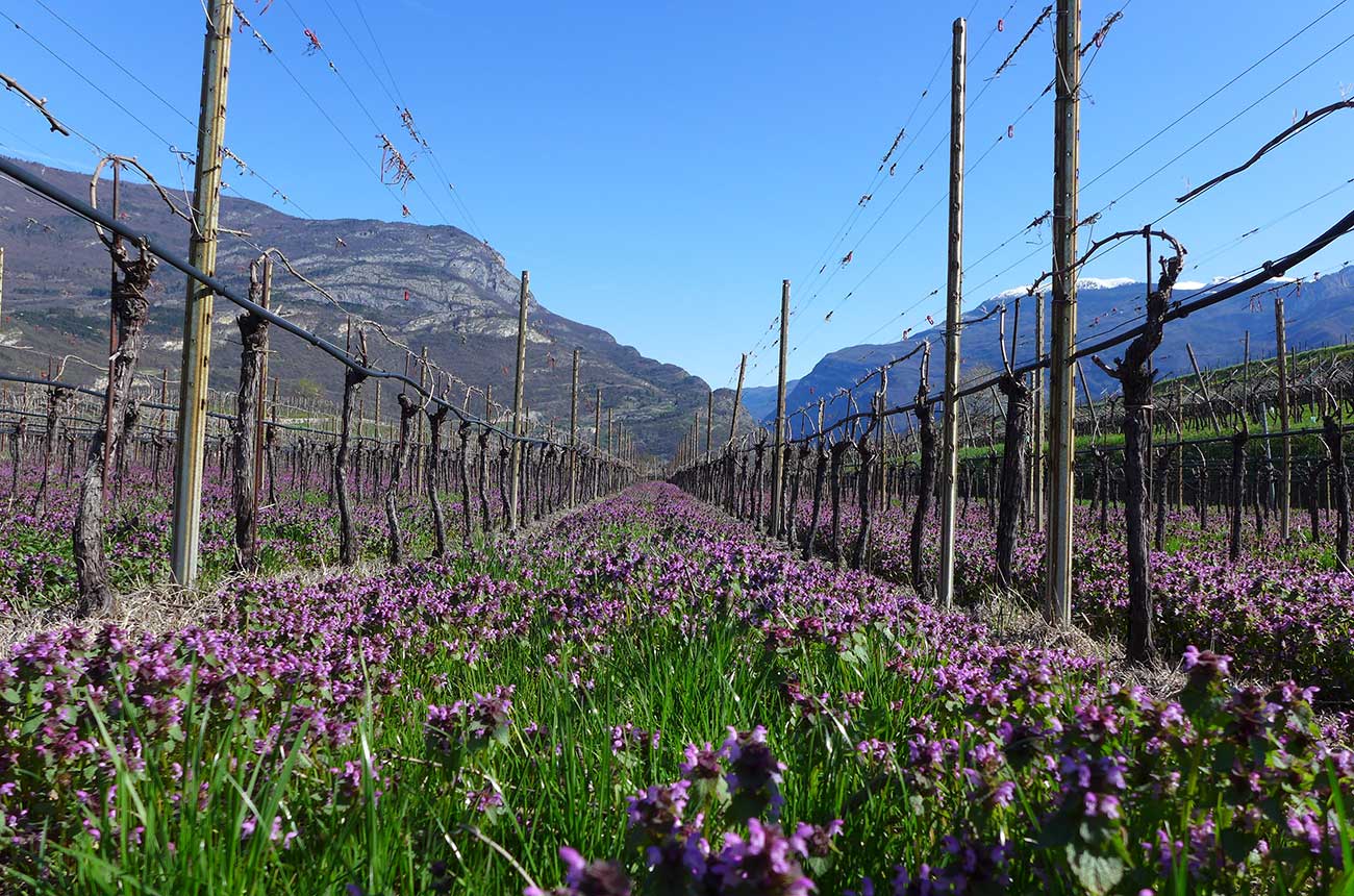 Property: Boutique Italian wine estate for sale in Trentino-Alto Adige