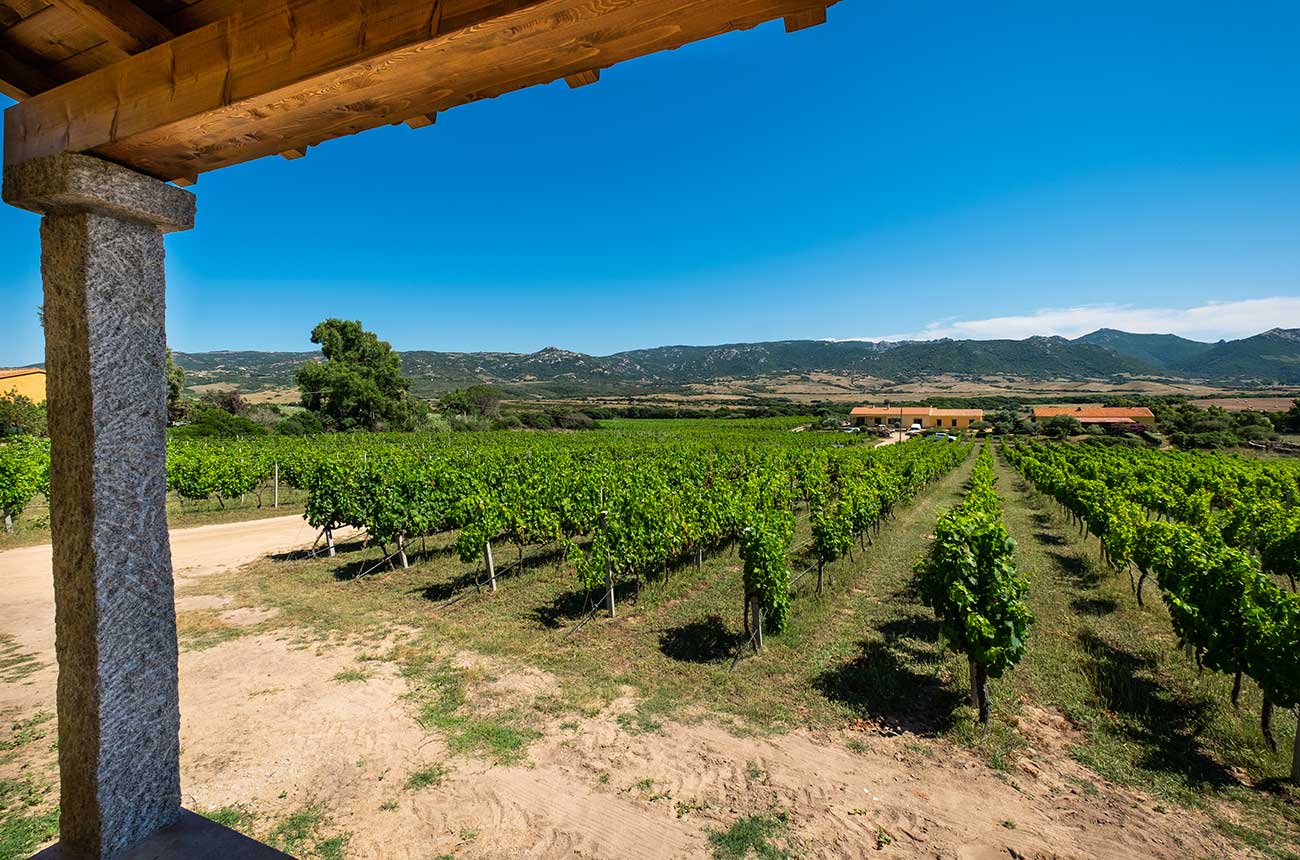 Property: Rural Sardinia vineyard estate for sale