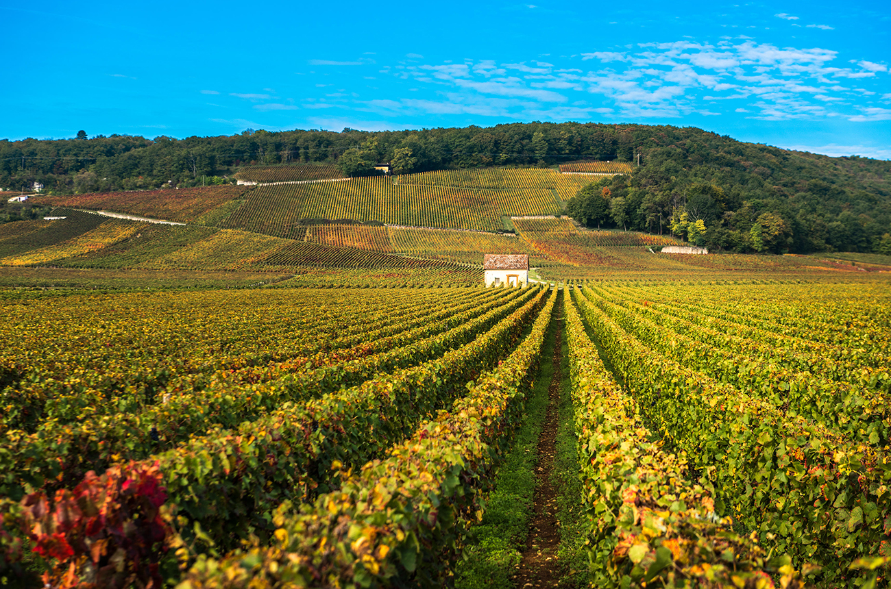 Burgundy 2019 en primeur: Full report plus top-scoring wines