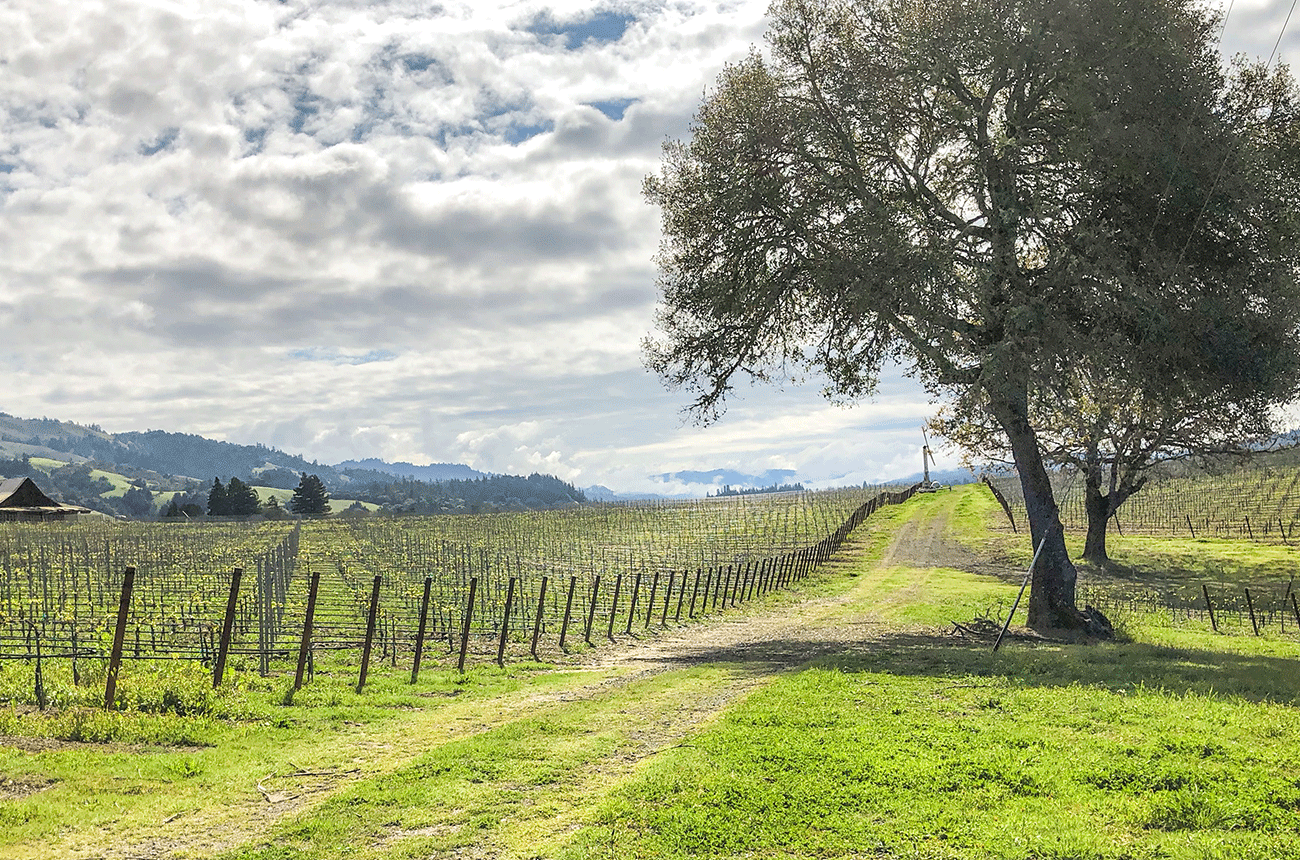 California Syrah: top Mendocino County wines
