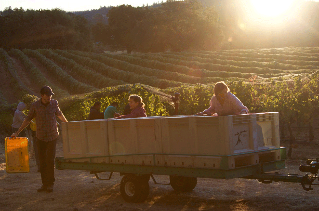 California Syrah: top Napa County and Sierra Foothills wines
