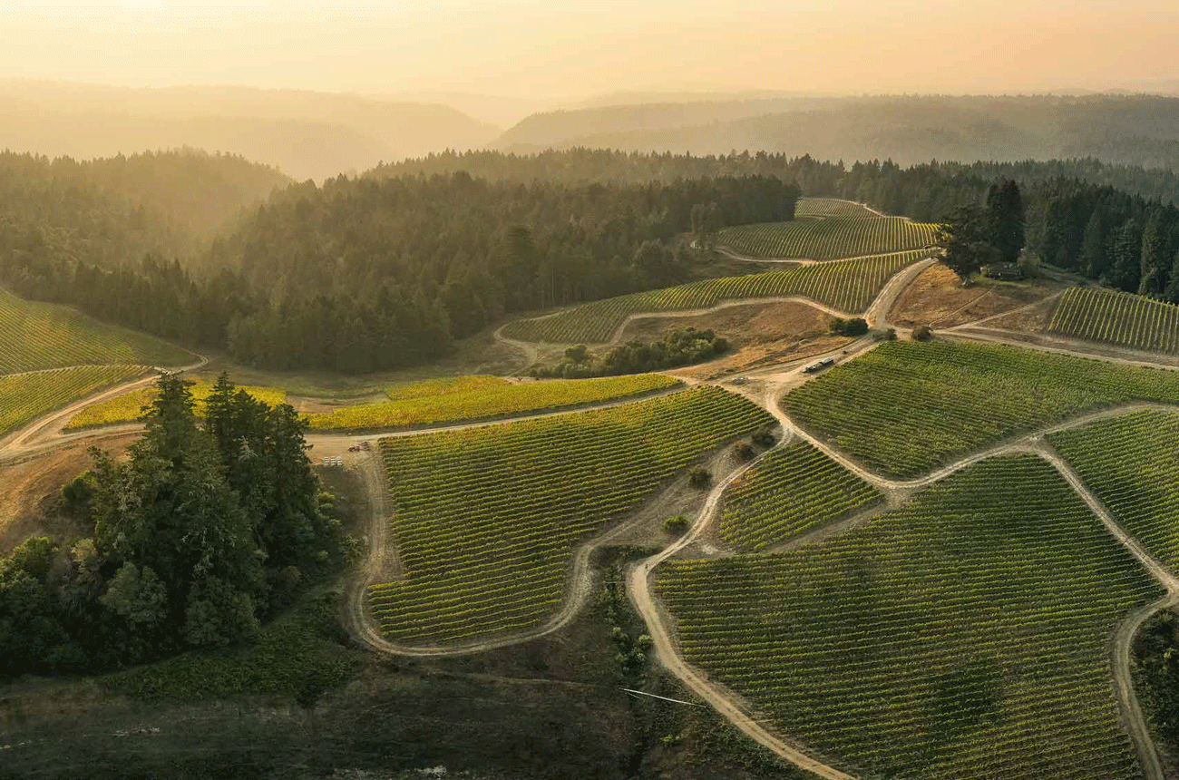 California Syrah: top Sonoma County wines
