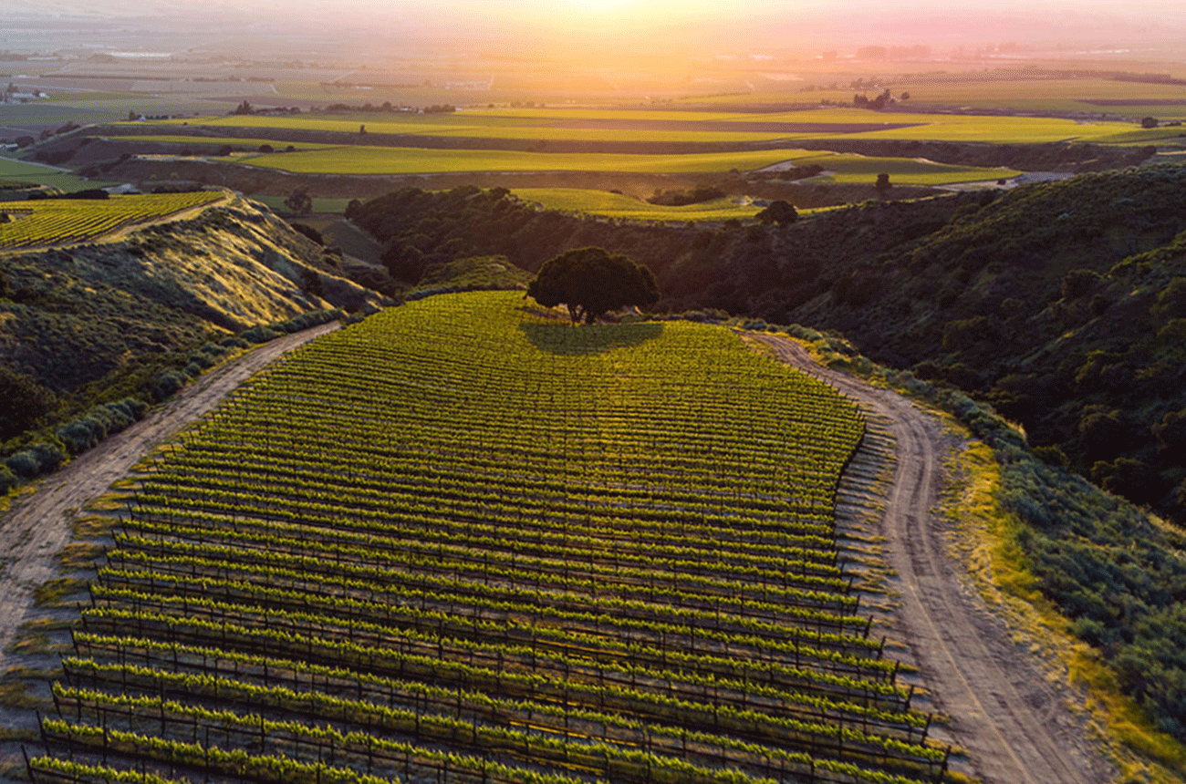 California Syrah: top Monterey County wines