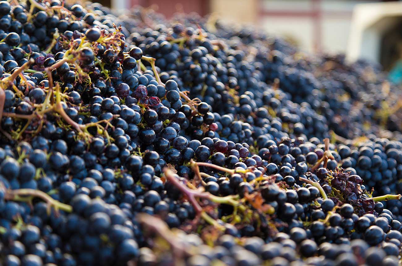 Anson: Bordeaux's single-variety wines under the spotlight